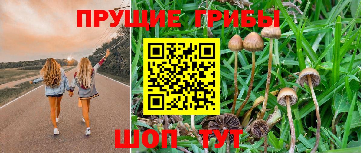 Тобольск  Псилоцибиновые грибы Psilocybine cubensis  Вход с VPN 